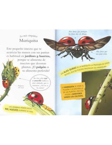 Libro Descubre Los Insectos