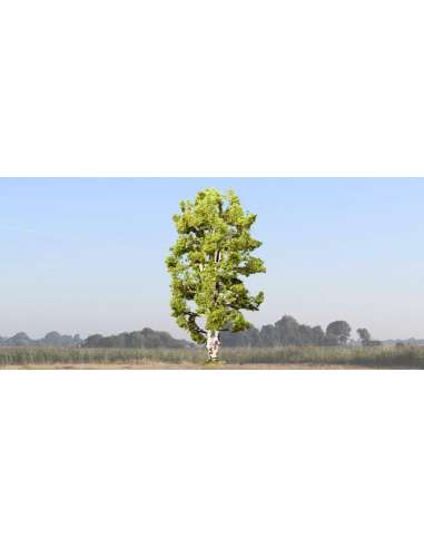 Abedul de Doble Tronco 19 Cms.