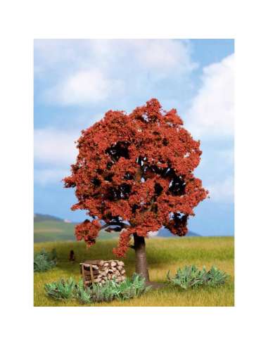 Arbol Haya Roja Noch 21730