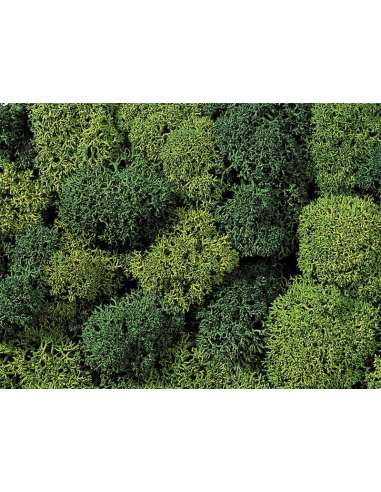 Musgo Verde 35 Gramos Noch 08610